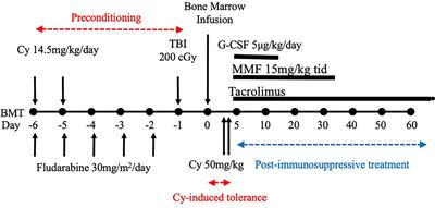 A Review of Cyclophosphamide-Induced Transplantation Tolerance in Mice and Its Relationship With the HLA-Haploidentical Bone Marrow Transplantation/Post-Transplantation Cyclophosphamide Platform